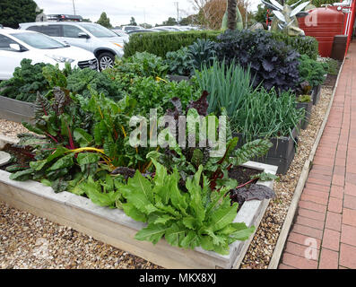 Potager avec légumes mixtes de plus en plus prêt pour la récolte Banque D'Images