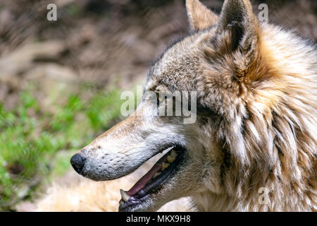 Un loup gris (Canis lupus) est vu de près, par le côté, à l'ouest de la Caroline du Nord Nature Centre à Asheville, NC, USA Banque D'Images