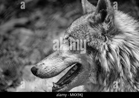 Un loup gris (Canis lupus) est vu de près, par le côté, à l'ouest de la Caroline du Nord Nature Centre à Asheville, NC, USA Banque D'Images