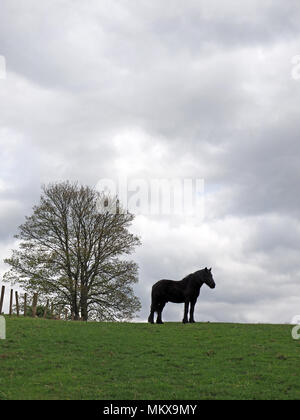 Cheval Noir (Equus caballus ou Equus ferus) qui se profile à l'horizon classique poser contre dans la zone de Cumbria, Angleterre, Royaume-Uni Banque D'Images
