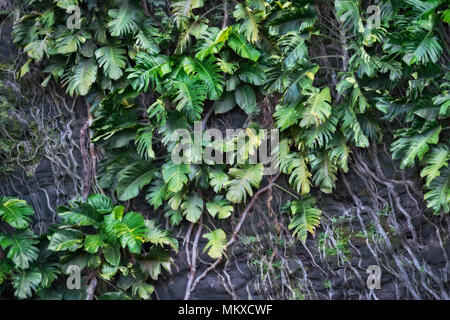 Philodendron prospérer dans moite et humide de l'île de Kauai Hawaii avec leurs longues racines accrochés à des murs de lave le long de la rive nord près de Haena Beach. Banque D'Images