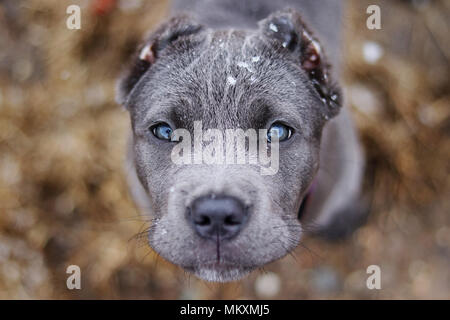 Beau chiot cane corso au printemps Banque D'Images