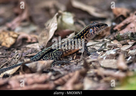 Coureur d'Amérique centrale (Ameiva festiva) - La Laguna del Lagarto Lodge, Boca Tapada, Costa Rica Banque D'Images