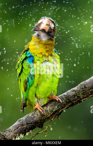 Motion Blur de Brown-hooded Parrot (Pyrilia haematotis) secouer l'pluie - La Laguna del Lagarto Lodge, Boca Tapada, Costa Rica Banque D'Images