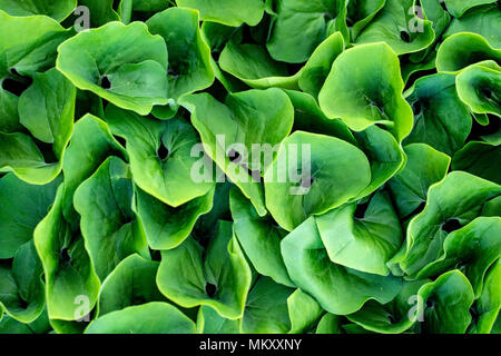 Le gingembre sauvage (Asarum) vert feuille patterns - North Carolina Arboretum, Asheville, Caroline du Nord, États-Unis Banque D'Images