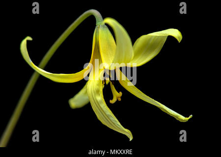 Fontaine, Dog-Tooth Lily Erythronium umbilicatum (violet) - Sentier Coontree, forêt nationale de Pisgah, Brevard, North Carolina, USA Banque D'Images