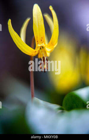 Fontaine, Dog-Tooth Lily Erythronium umbilicatum (violet) - Sentier Coontree, forêt nationale de Pisgah, Brevard, North Carolina, USA Banque D'Images