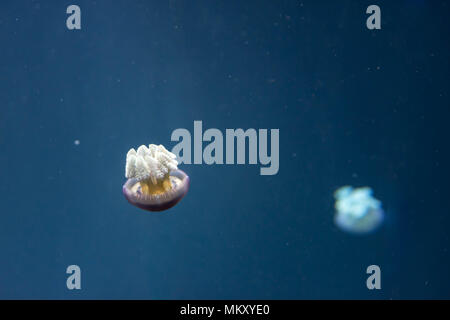 Close up image pleine longueur horizontale d'une méduse breede fond bleu et brun Banque D'Images