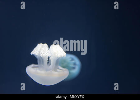 Close up image pleine longueur horizontale d'une méduse breede fond bleu et brun Banque D'Images