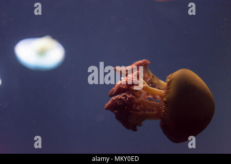 Macro closeup pleine longueur horizontale d'une image couleur blanc méduse breede et fond bleu Banque D'Images