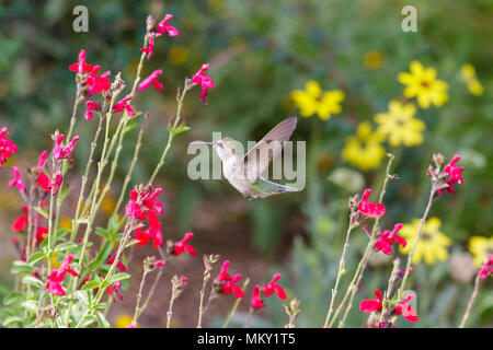 Colibri d'Anna mi vol stationnaire, se nourrissant de fleurs rouge vif, dans l'Arizona désert de Sonora. Banque D'Images