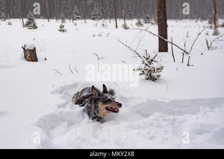 Australian Cattle Dog jouer dans la neige dans les montagnes, le parc national Banff, Alberta Canada. Banque D'Images