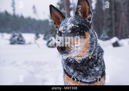 Australian Cattle Dog jouer dans la neige dans les montagnes, le parc national Banff, Alberta Canada. Banque D'Images