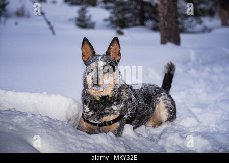 Australian Cattle Dog jouer dans la neige dans les montagnes, le parc national Banff, Alberta Canada. Banque D'Images