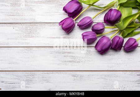 Un groupe de tulipes violettes sur fond blanc Banque D'Images