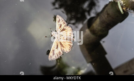 Papillon sur l'eau Banque D'Images