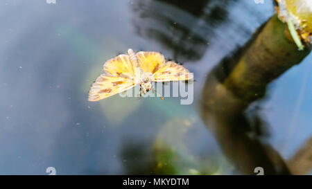 Papillon sur l'eau Banque D'Images