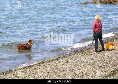 Un border collie attend son propriétaire à deux pas somethiing inton l'eau pour lui d'aller chercher à Bellingham, Bay. La femme se dresse sur l'éperon des pierres o Banque D'Images