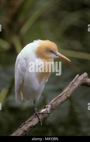 Le Héron garde-boeufs (Bubulcus ibis) est une espèce de héron. Banque D'Images