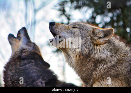 Les loups hurler Banque D'Images