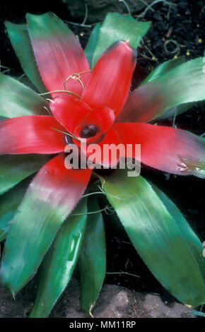 NEOREGELIA CAROLINAE (BROMELIA) Banque D'Images