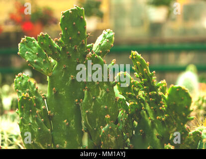 Close up de belles feuilles de cactus épineux à feuilles persistantes. Banque D'Images