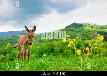 Poulain de l'âne dans les prés de la pré-Alpes de Bergame en Italie. Banque D'Images