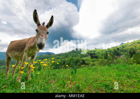 Âne dans les prés de la pré-alpes de Bergame en Italie. Banque D'Images