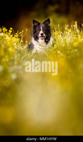 Chien couché sur le pré en fleurs de renoncules jaunes. Atmosphère de printemps. Portrait de la Border Collie noir et blanc. Banque D'Images