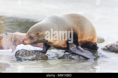 Les lions de mer sur la glace - Les Pays-Bas Banque D'Images