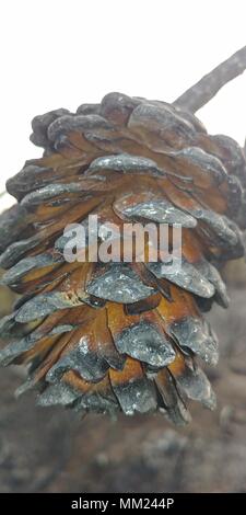 Close up de pin brûlé après un feu de forêt Banque D'Images