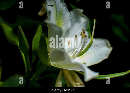 Orchid tree blossom (Bauhinia variegata). Banque D'Images