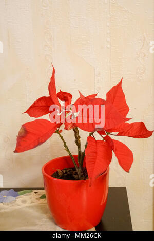 Feuilles rouge de l'Étoile de Noël, poinsettia (Euphorbia pulcherrima) dans un pot Banque D'Images