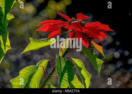Feuilles rouge de l'Étoile de Noël, poinsettia (Euphorbia pulcherrima) dans un pot Banque D'Images