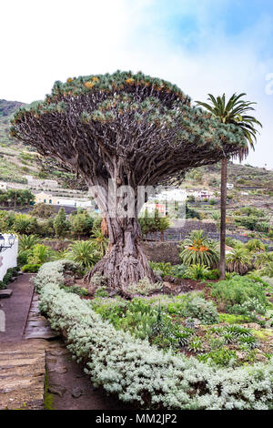 Arbre Dragon millénaire (Dracaena draco) à Icod de los Vinos, Tenerife, Canaries, Espagne. Monument de Tenerife Banque D'Images