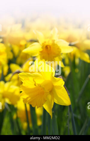 Close-up d'un beau jaune jonquilles dans le rétro-éclairage de l'Printemps Soleil. Vue de jaune jonquille (Narcissus) Fleurs sur une journée ensoleillée au printemps. Banque D'Images