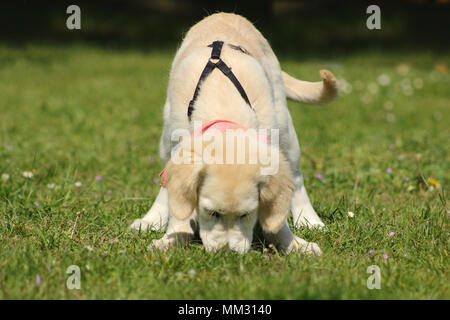 Un chiot golden retriever qui renifle l'herbe-de-chaussée Banque D'Images