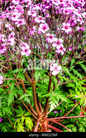 La floraison Géranium maderense, connu sous le nom de herbe géant-Robert ou le géranium sanguin Madère, beaucoup ressemblant à un petit palmier Banque D'Images