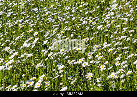 Floral background - belles marguerites sauvages au printemps Banque D'Images