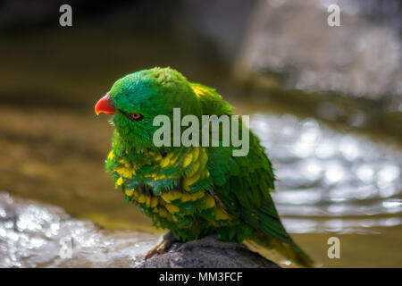 Scaly brested lorikeet secouant l'eau de ses plumes après avoir joué dans un bain d'oiseaux Banque D'Images