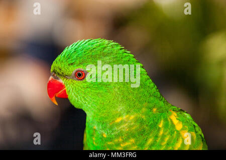 Scaly-breasted lorikeet accrochée au flanc d'un arbre Banque D'Images