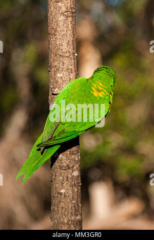 Scaly-breasted lorikeet accrochée au flanc d'un arbre Banque D'Images