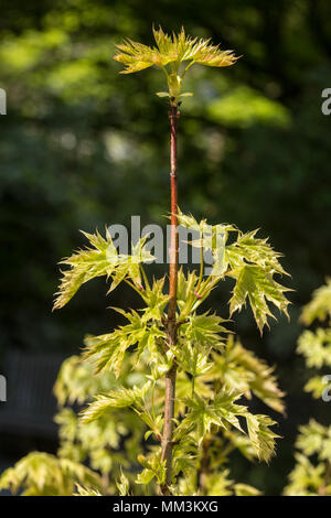 Acer platanoides drummondii, un feuillage spectaculaire avec l'érable de Norvège. Banque D'Images