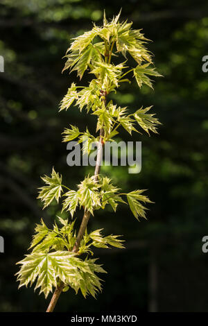 Acer platanoides drummondii, un feuillage spectaculaire avec l'érable de Norvège. Banque D'Images