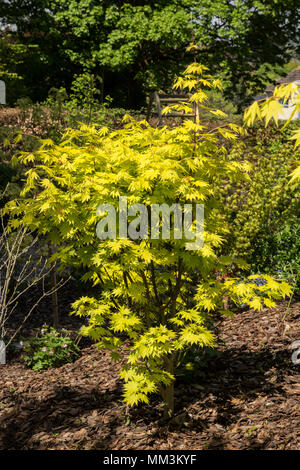 Arbre généalogique Acer shirasawanum Jordan, un arbre à feuilles jaune cultivé pour son feuillage coloré lumineux Banque D'Images