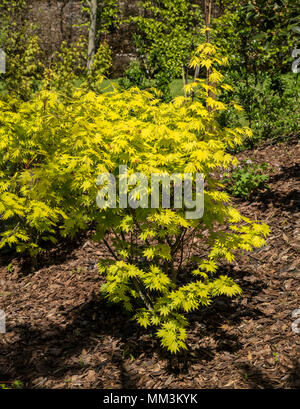 Arbre généalogique Acer shirasawanum Jordan, un arbre à feuilles jaune cultivé pour son feuillage coloré lumineux Banque D'Images