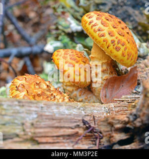 Pholiota aurivella mushroom connue sous le nom de scalycap Banque D'Images