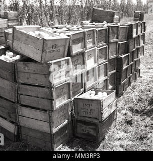 Années 1950, historiques, les caisses d'oranges de jaffa fraîchement cueillis s'asseoir dans un champ en attente de collecte, à l'Israël. L'orange de jaffa prend le nom de la ville de Jaffa où il a été produit pour la première fois à l'exportation et a été historiquement un arabe-juif en Palestine de la coopération. Banque D'Images