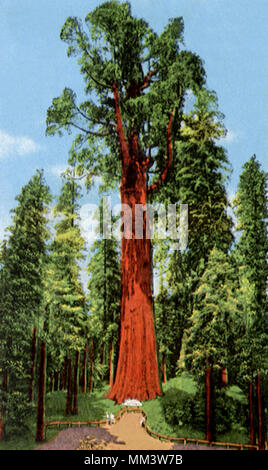 General Sherman. Sequoia National Park. 1949 Banque D'Images