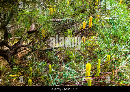 Les fleurs de Banksia jaune Banque D'Images